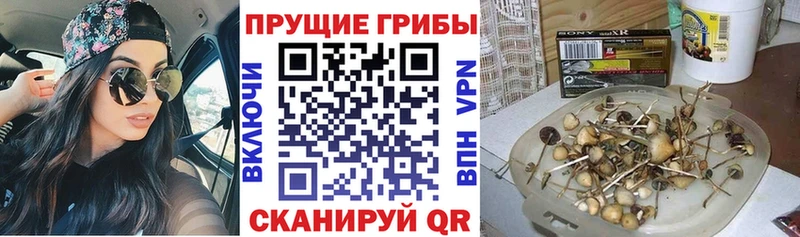 Псилоцибиновые грибы Psilocybine cubensis маркетплейс телеграм Пугачёв